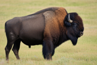 Cara Membuat Gambar Bison di padang rumput Amerika menggunakan AI (Stable Diffusion) berikut Contoh Prompt