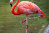 Cara Membuat Gambar Burung Flamingo berdiri di air menggunakan AI (DALL·E) berikut Contoh Prompt