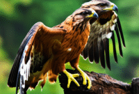 Cara Membuat Gambar Burung Rajawali hinggap di batu menggunakan AI (MidJourney) berikut Contoh Prompt