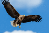 Cara Membuat Gambar Elang terbang di langit biru menggunakan AI (Stable Diffusion) berikut Contoh Prompt