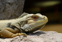 Cara Membuat Gambar Iguana berjemur di batu menggunakan AI (Stable Diffusion) berikut Contoh Prompt