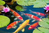 Cara Membuat Gambar Ikan Koi di kolam dengan bunga teratai menggunakan AI (DALL·E) berikut Contoh Prompt