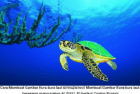 Cara Membuat Gambar Kura-kura laut berenang menggunakan AI (DALL·E) berikut Contoh Prompt